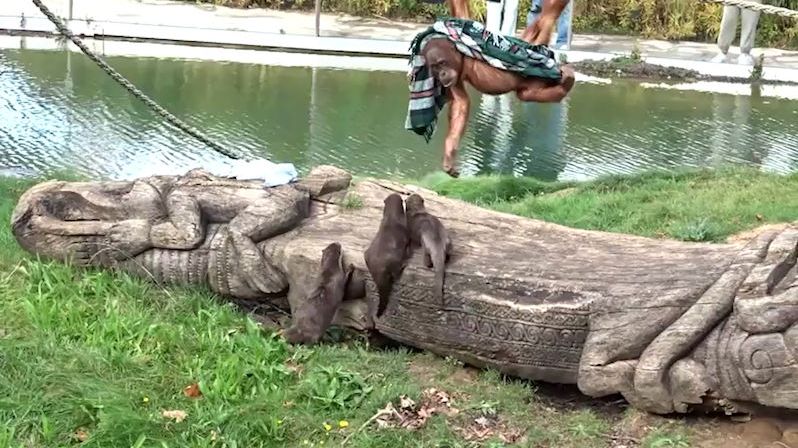 Mládě orangutana se přetahovalo s vydrami o přikrývku